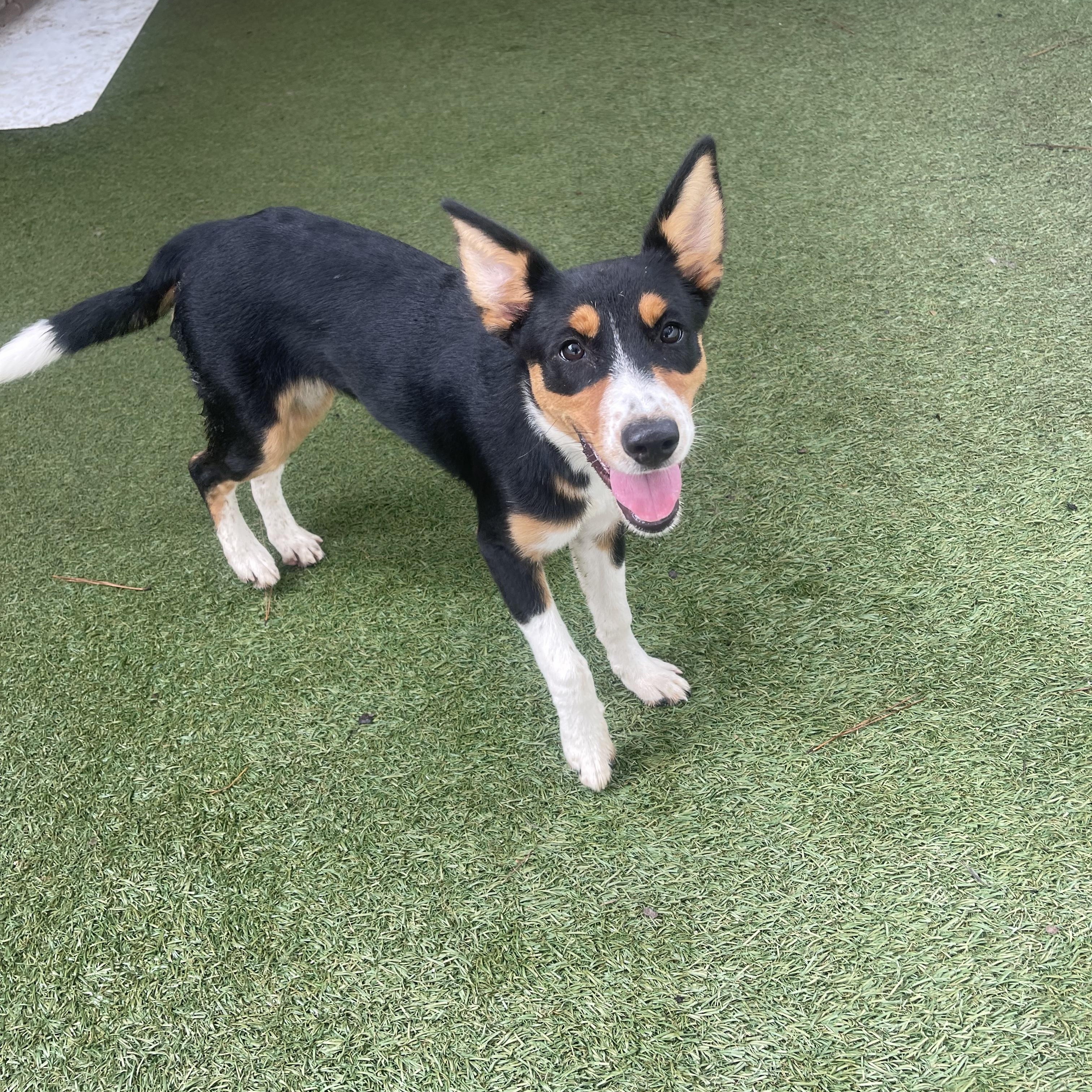 Enlarge Audi, a ADOPTABLE mixed breed in Baker, LA image 2/5