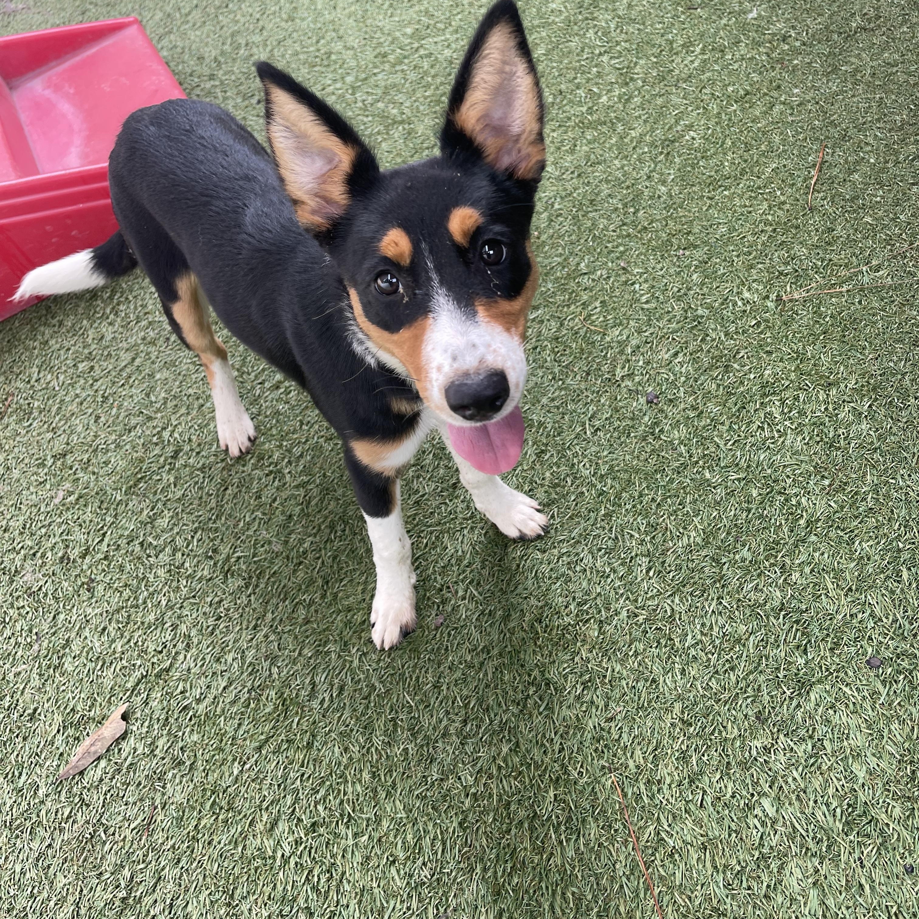 Enlarge Audi, a ADOPTABLE mixed breed in Baker, LA image 4/5