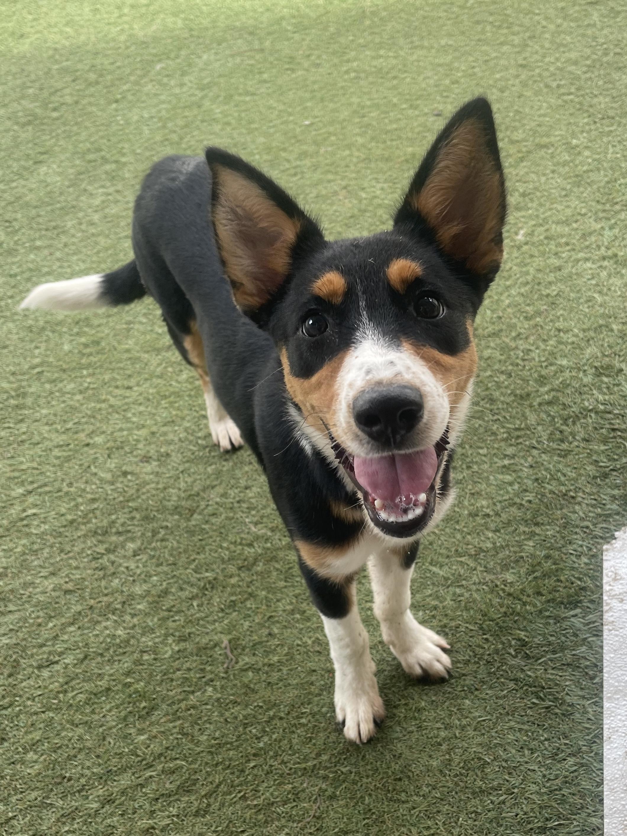 Enlarge Audi, a ADOPTABLE mixed breed in Baker, LA image 5/5