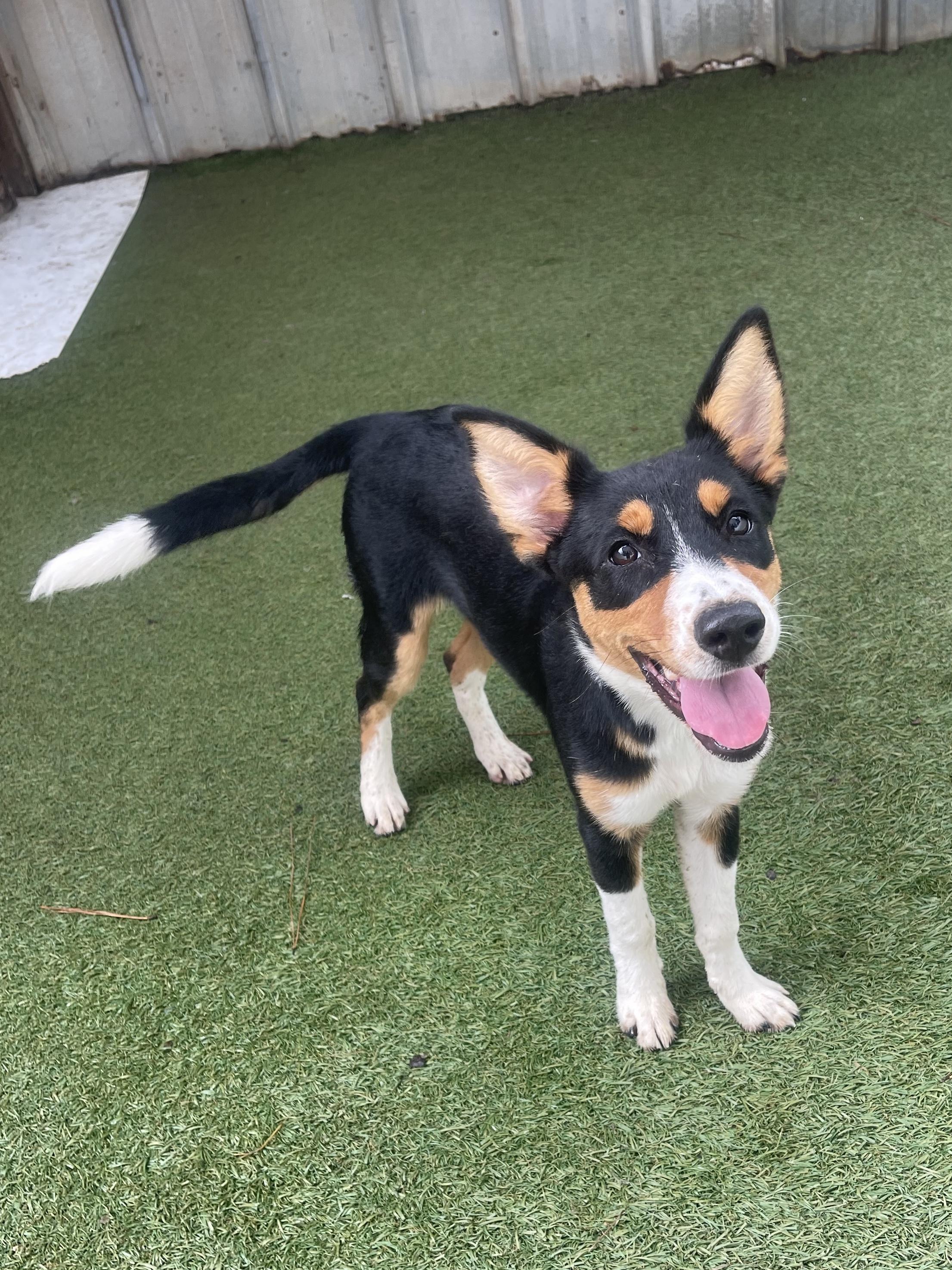 Enlarge Audi, a ADOPTABLE mixed breed in Baker, LA image 3/5