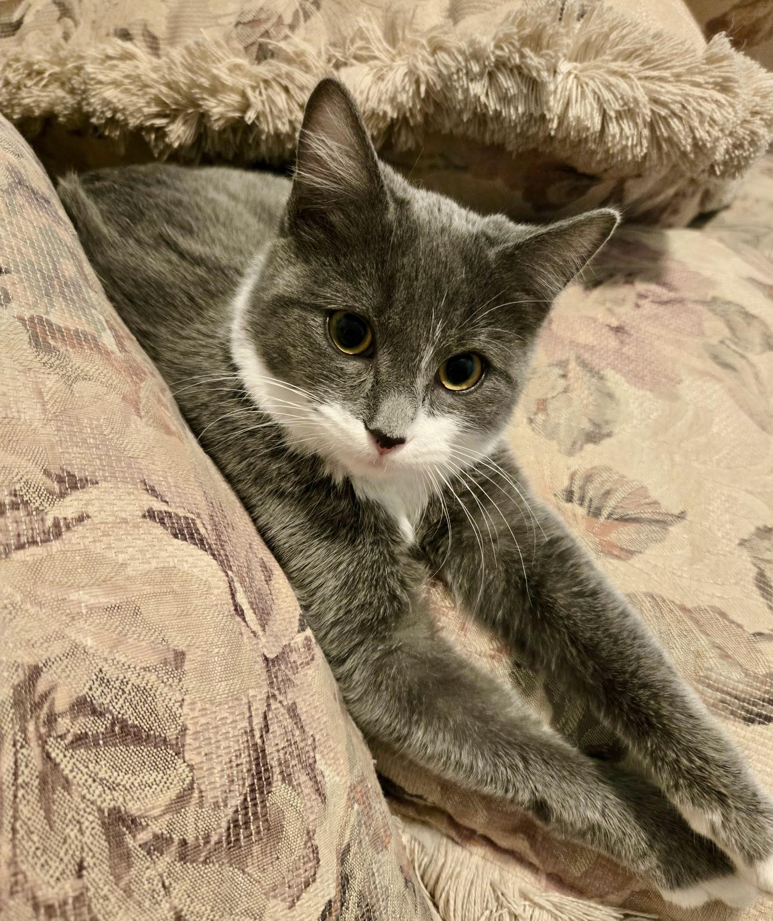 Fairy, a Adoptable mixed breed in Pocatello, ID image 1/6