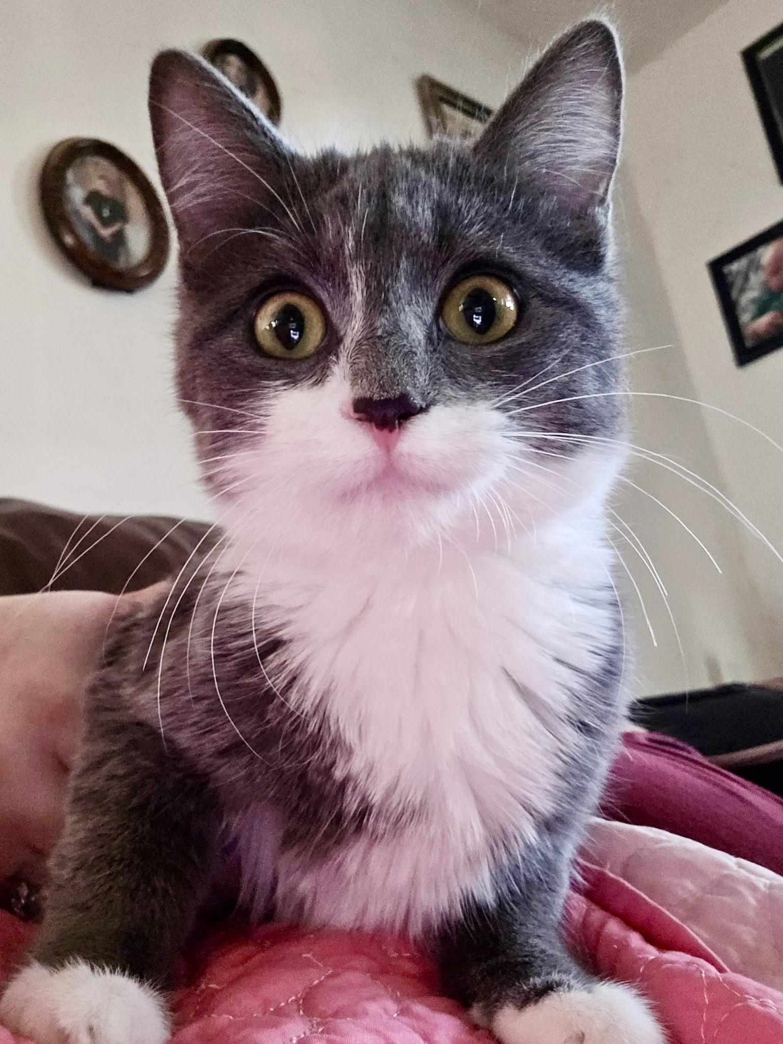 Fairy, a Adoptable mixed breed in Pocatello, ID image 2/6