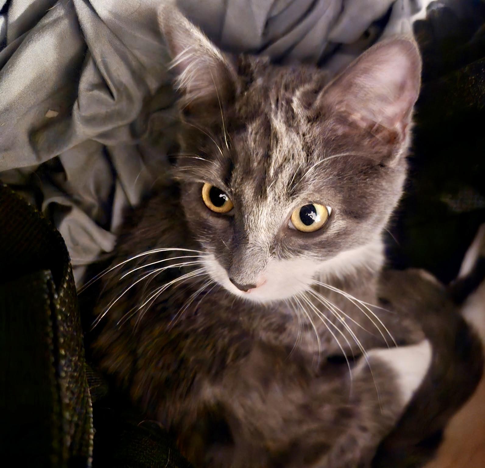 Fairy, a Adoptable mixed breed in Pocatello, ID image 3/6