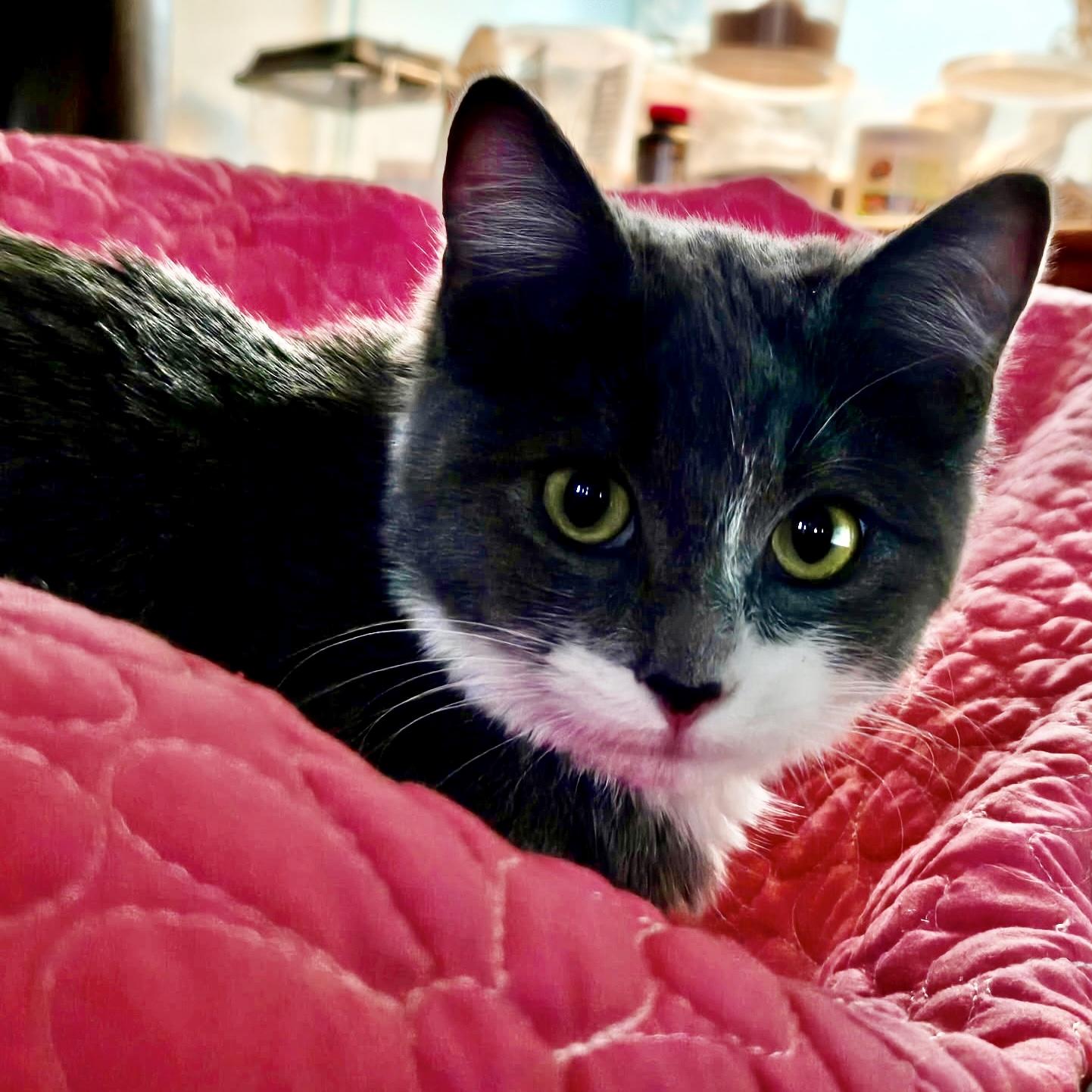 Fairy, a Adoptable mixed breed in Pocatello, ID image 4/6