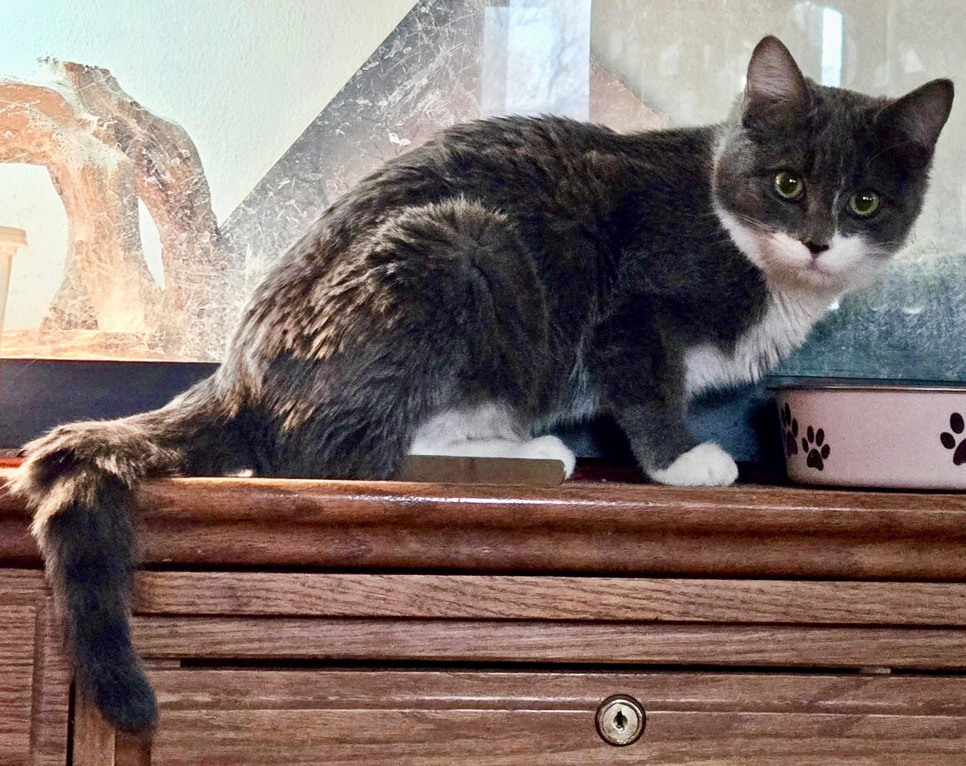 Fairy, a Adoptable mixed breed in Pocatello, ID image 5/6