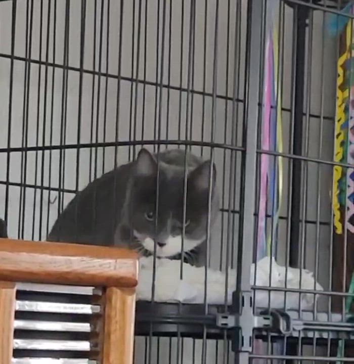 Enlarge Fairy, a Adoptable mixed breed in Pocatello, ID video 6/6