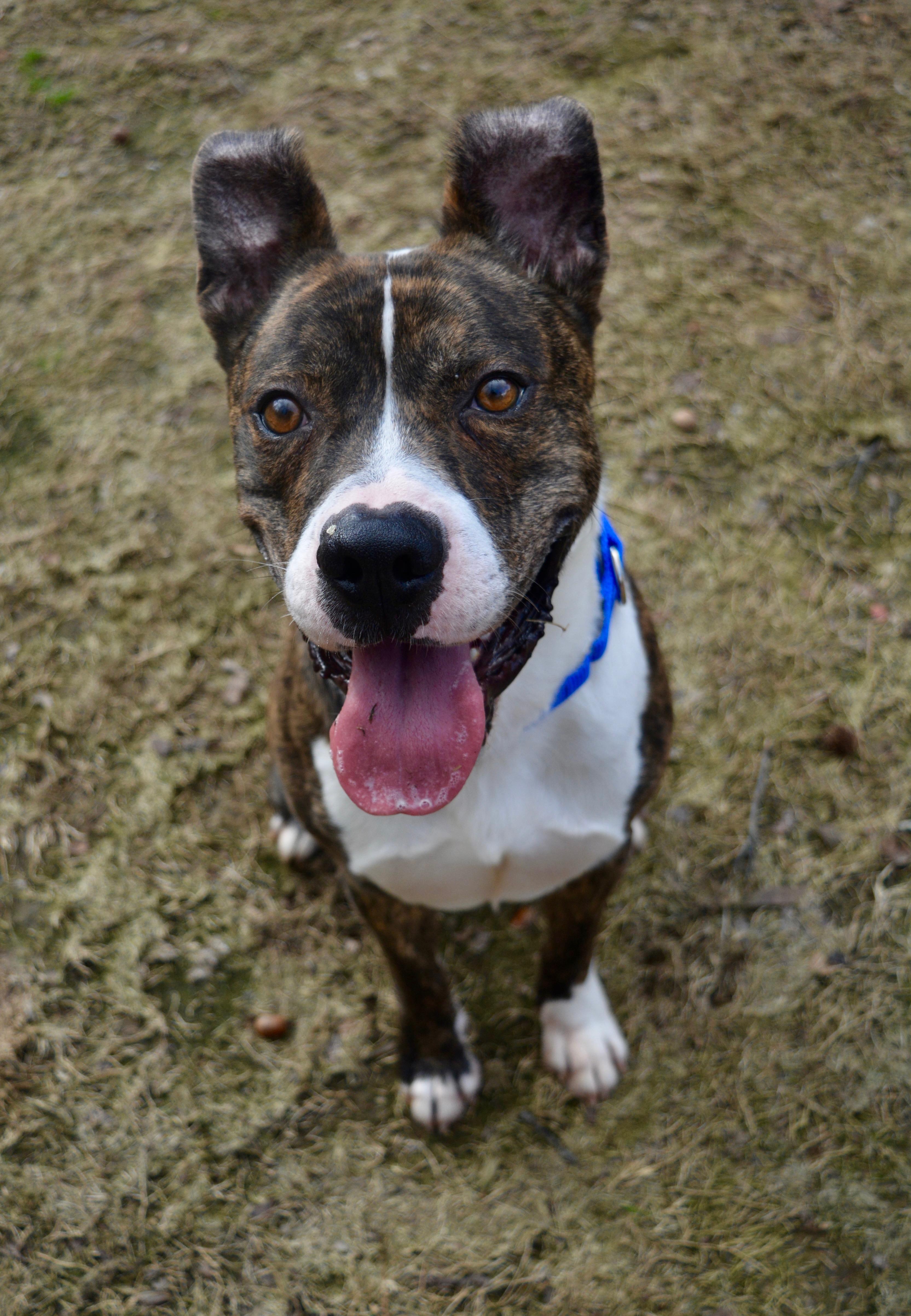 Enlarge Knox , a Adoptable mixed breed in Johnston, RI image 5/6