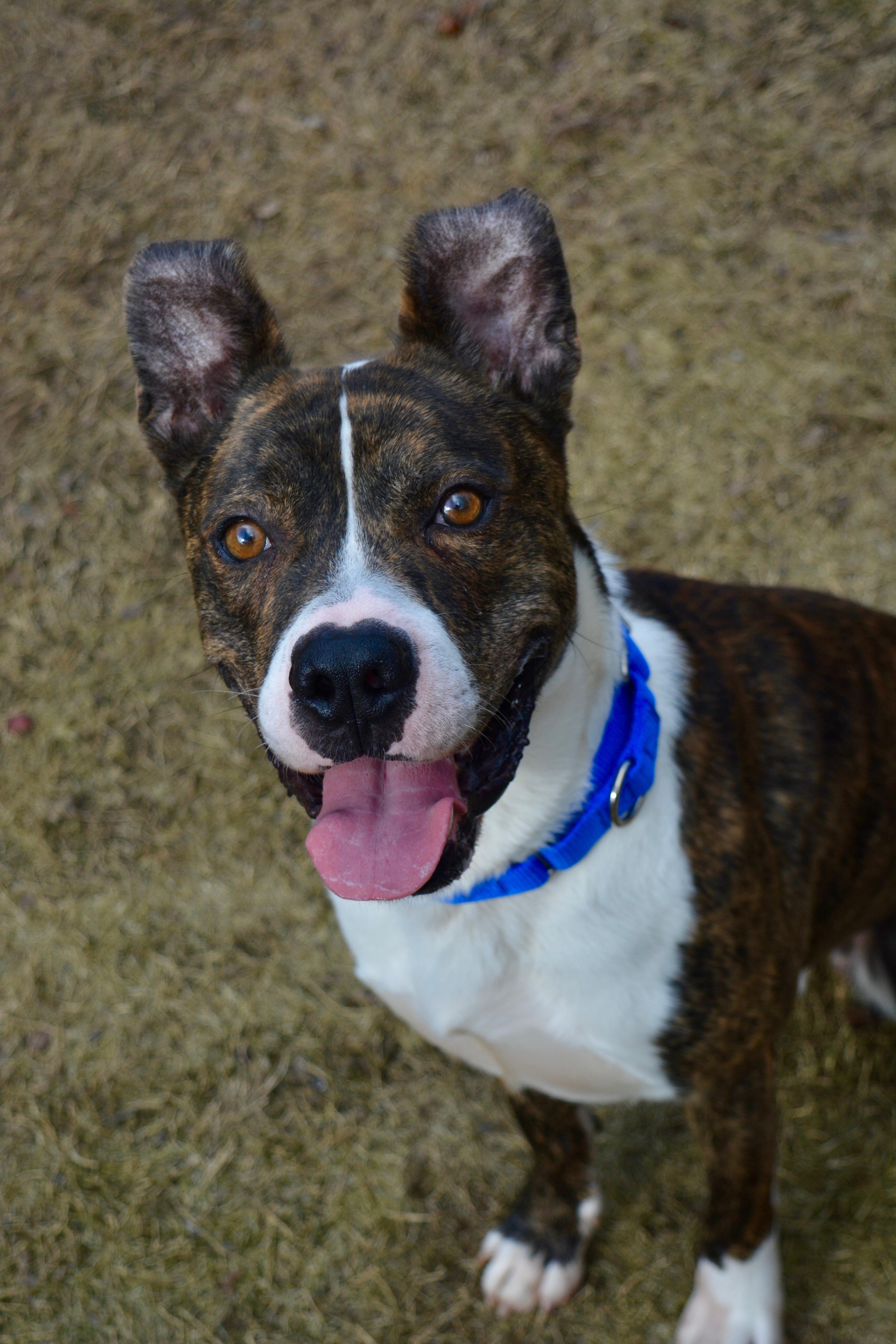 Enlarge Knox , a Adoptable mixed breed in Johnston, RI image 3/6