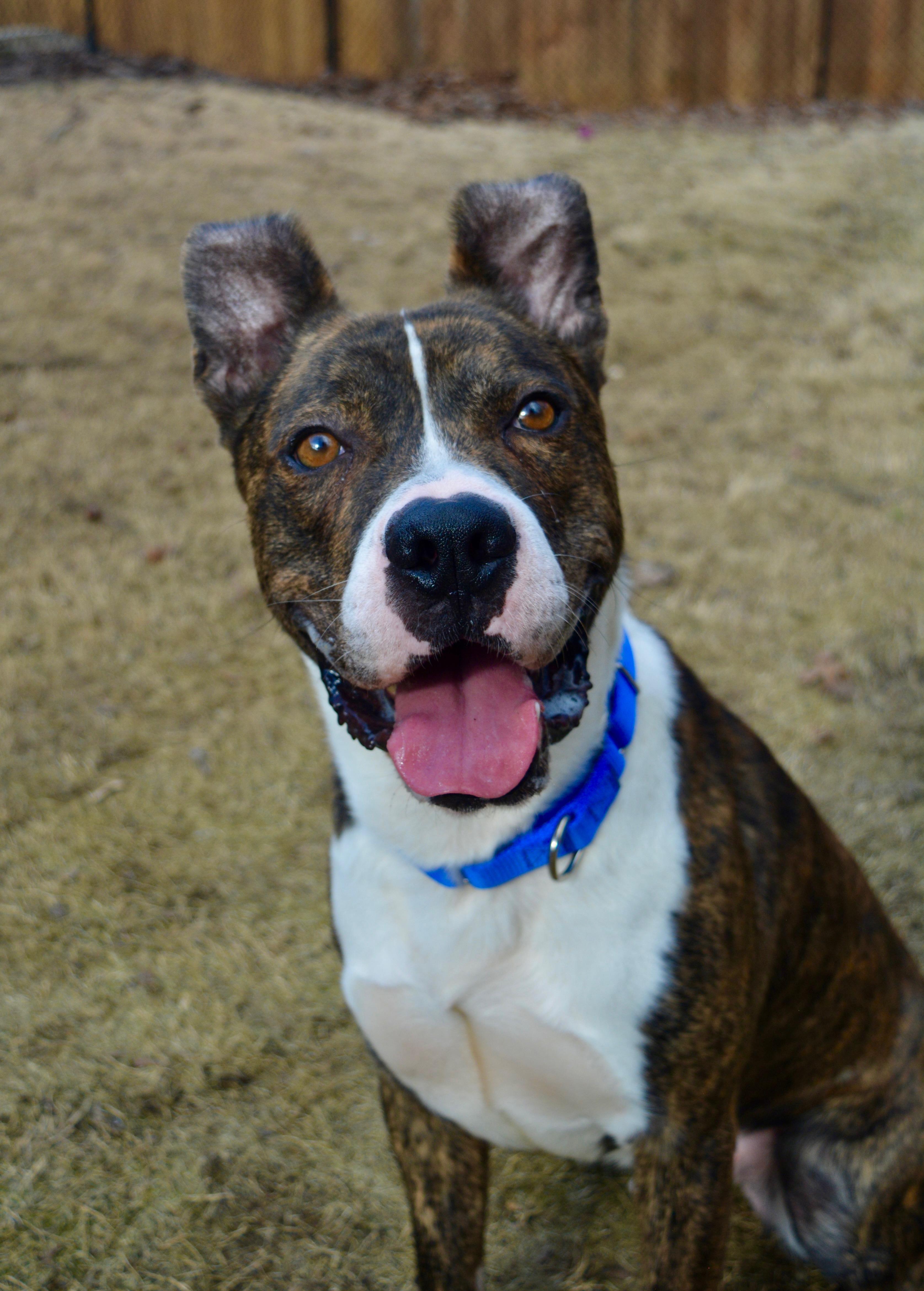 Enlarge Knox , a Adoptable mixed breed in Johnston, RI image 4/6