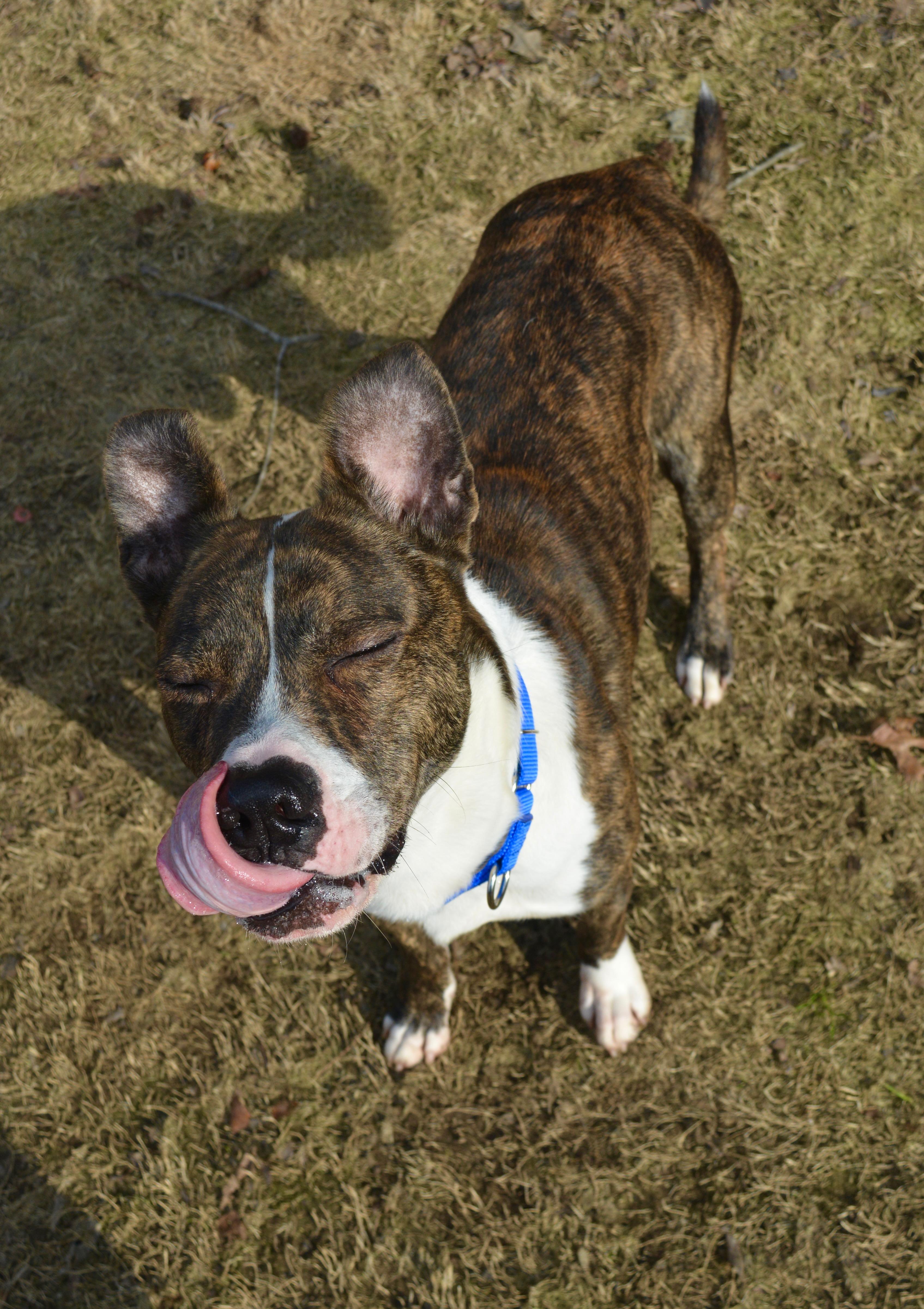 Enlarge Knox , a Adoptable mixed breed in Johnston, RI image 6/6