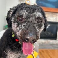 Enlarge Luchi, an adopted mixed breed in Albany, NY image 1/1
