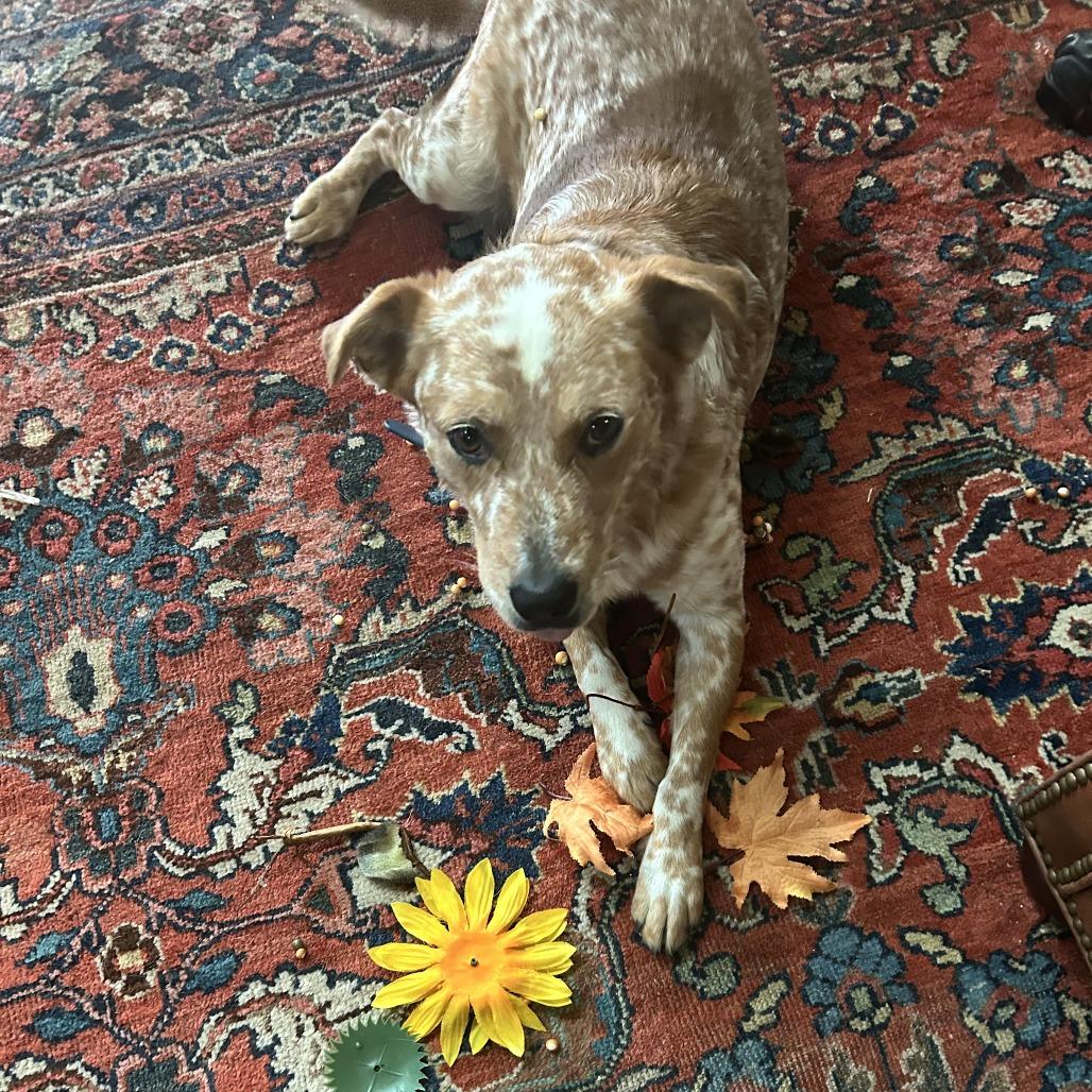 Enlarge Hank, a Adoptable Cattle Dog in San Antonio, TX image 1/4