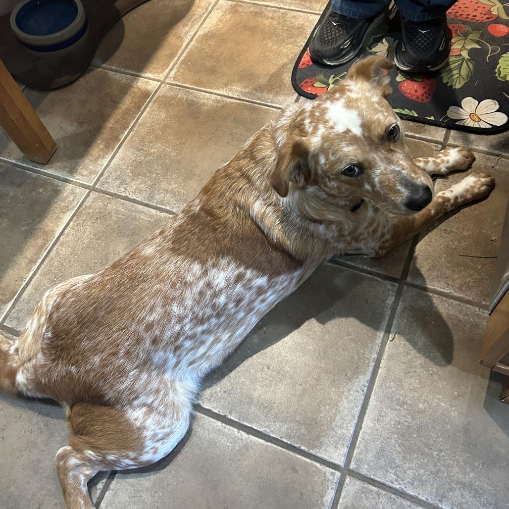 Enlarge Hank, a Adoptable Cattle Dog in San Antonio, TX image 2/4