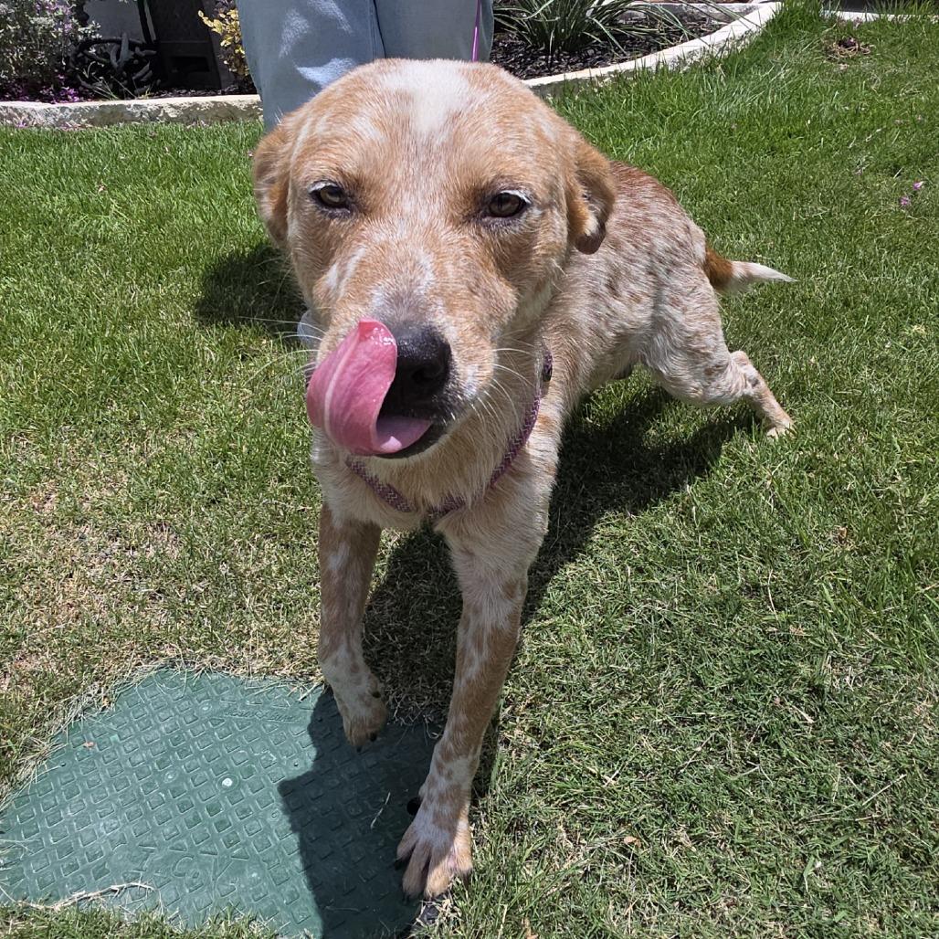 Enlarge Hank, a Adoptable Cattle Dog in San Antonio, TX image 3/4