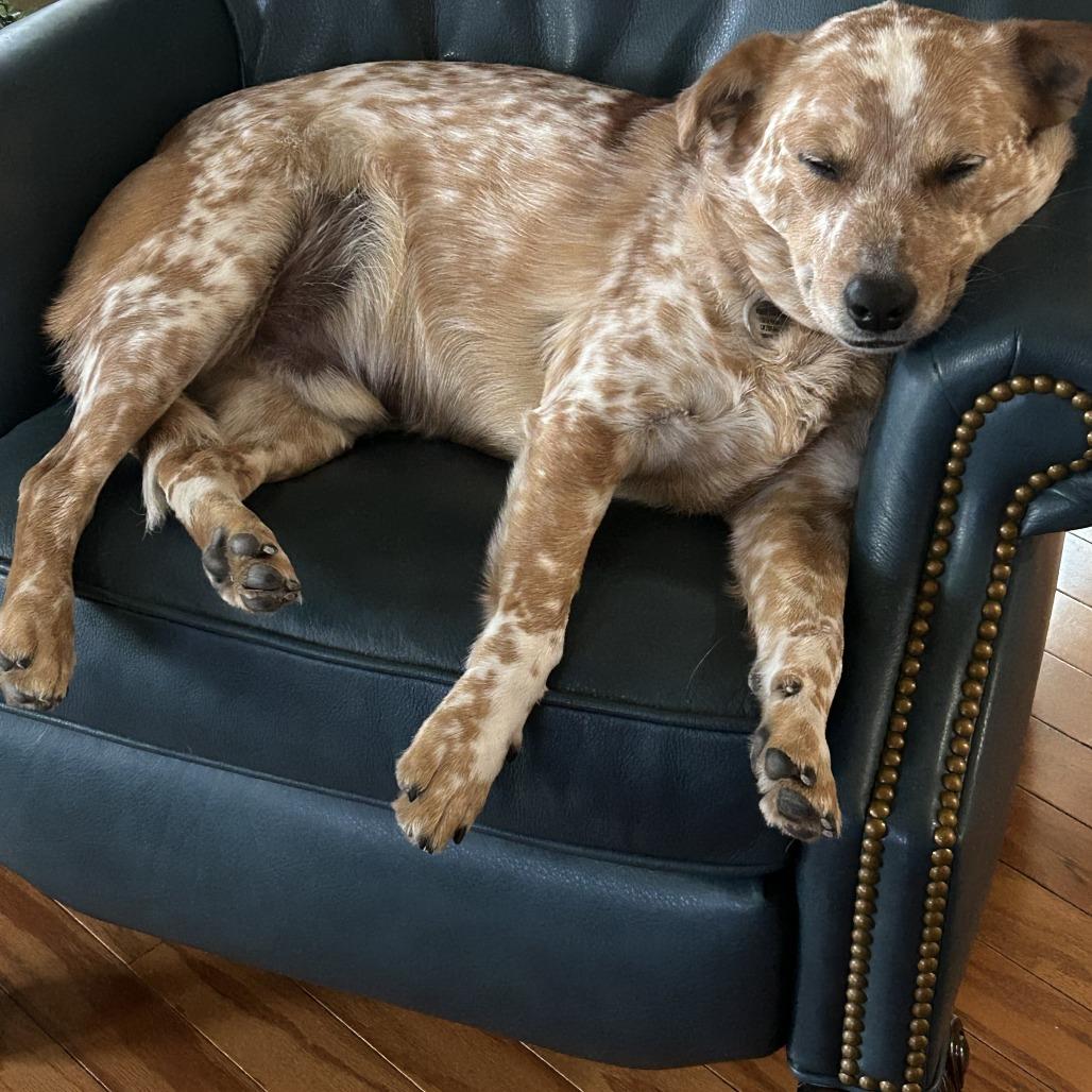 Enlarge Hank, a Adoptable Cattle Dog in San Antonio, TX image 4/4