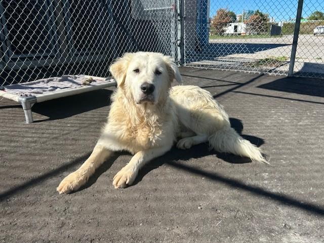 Olaf, ADOPTABLE, Adult Male Great Pyrenees.