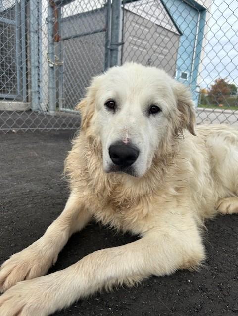 Enlarge Olaf, a ADOPTABLE Great Pyrenees in Oshawa, ON image 2/3
