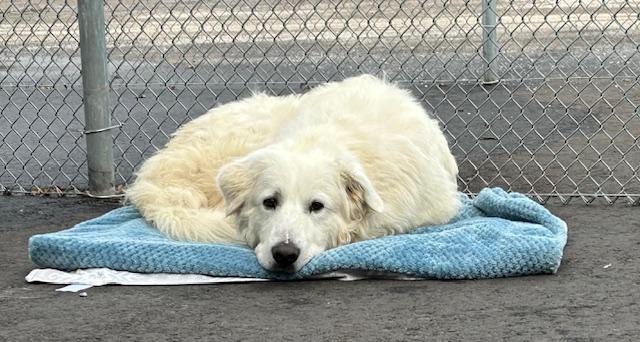 Enlarge Olaf, a ADOPTABLE Great Pyrenees in Oshawa, ON image 3/3