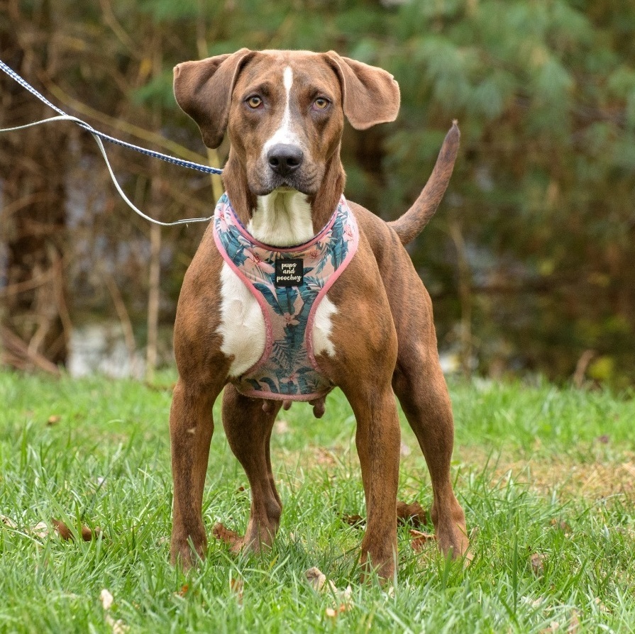 Abby - CTS2025 photo 1