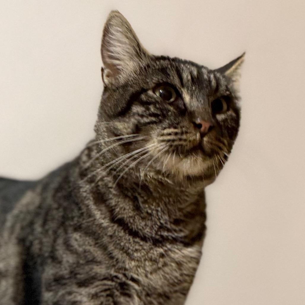 Jenna, Adoptable, Young Female Domestic Short Hair.