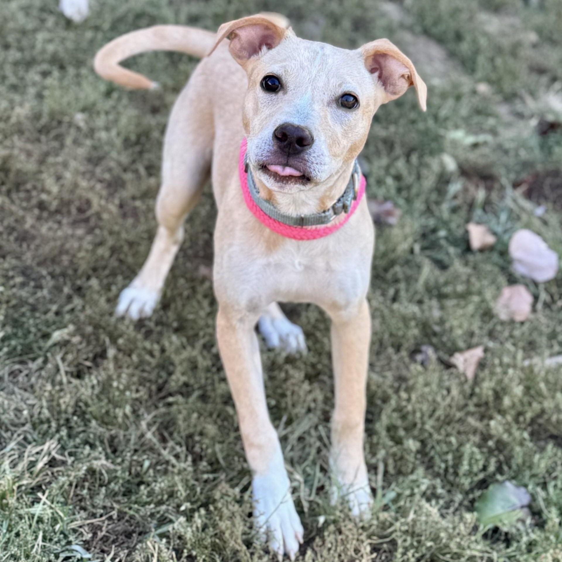 Fagan Cole (CONC-A-8983)