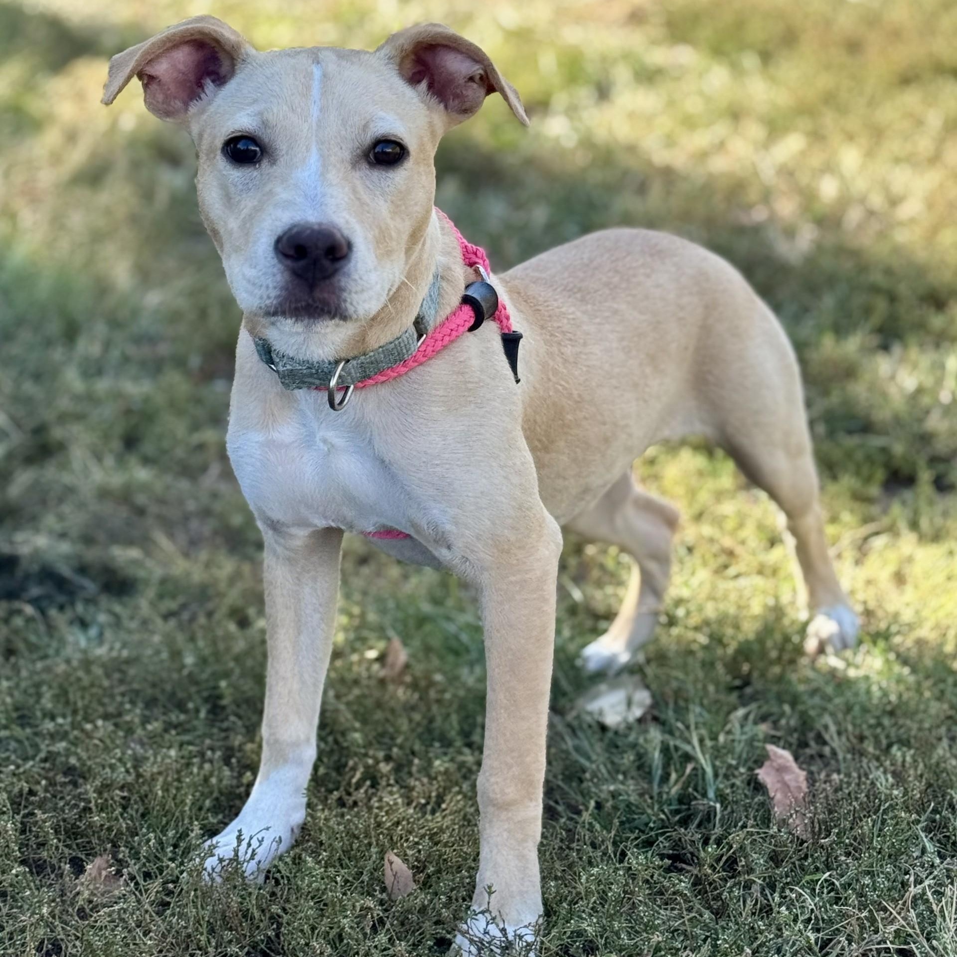 Fagan Cole (CONC-A-8983)