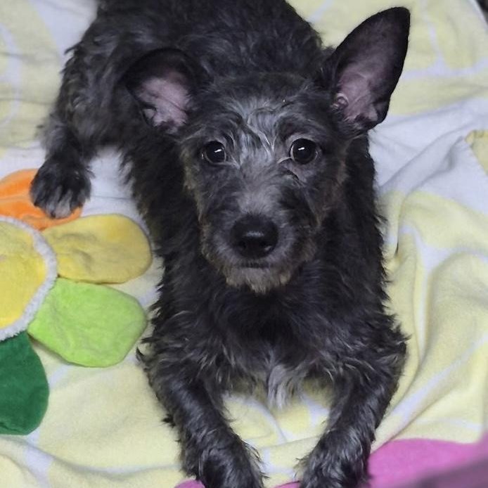 Alfie, Adoptable, Puppy Male Maltese & Chiweenie.