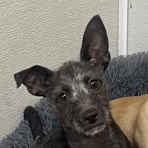 Enlarge Alfie, a Adoptable mixed breed in Los Angeles, CA image 2/5