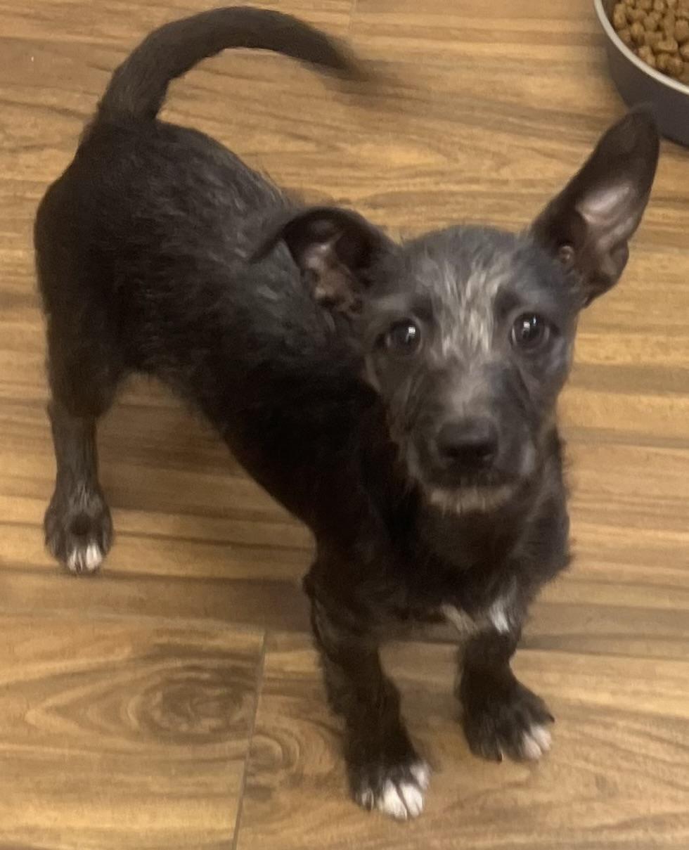 Enlarge Alfie, a Adoptable mixed breed in Los Angeles, CA image 3/5