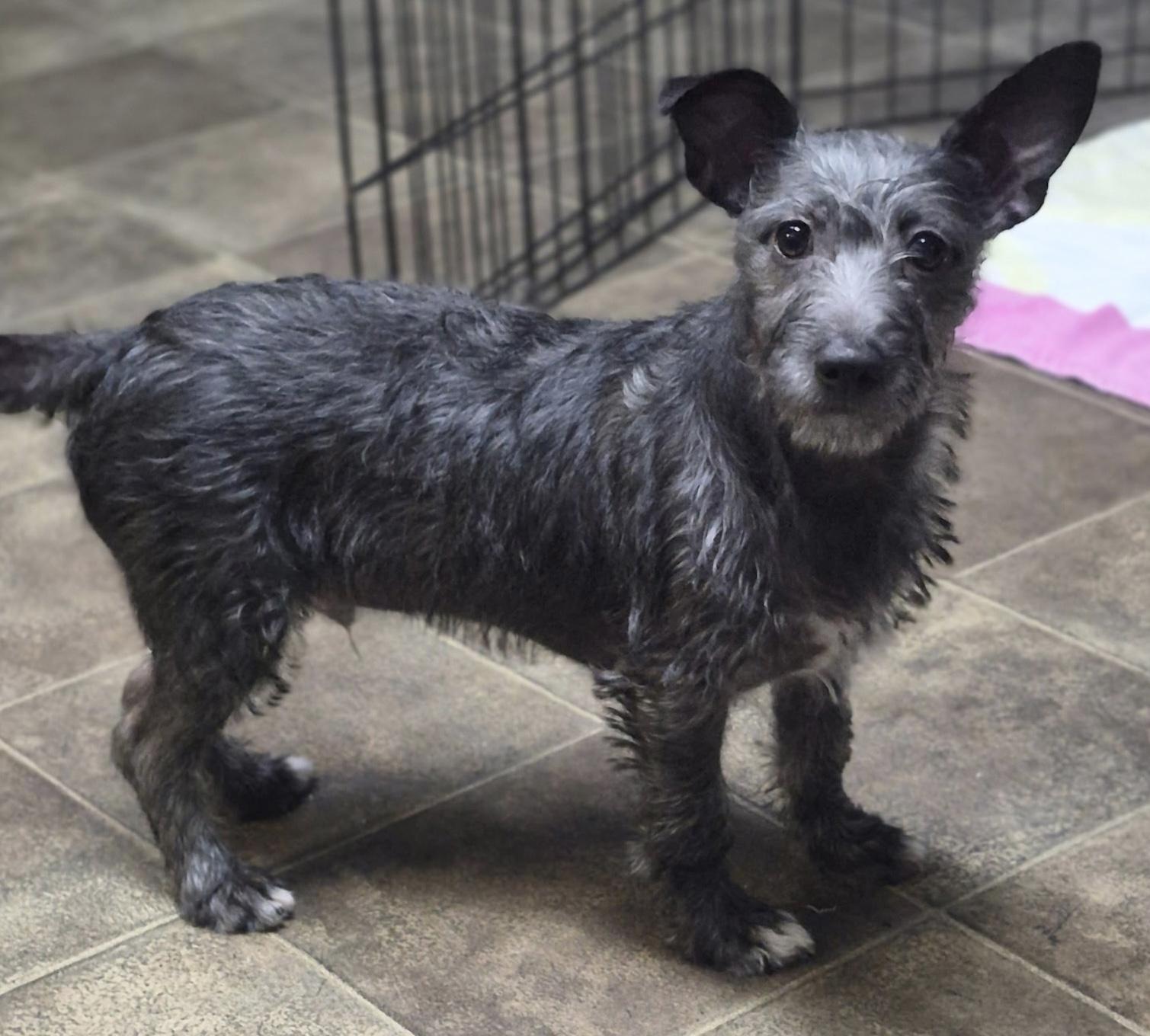 Enlarge Alfie, a Adoptable mixed breed in Los Angeles, CA image 5/5