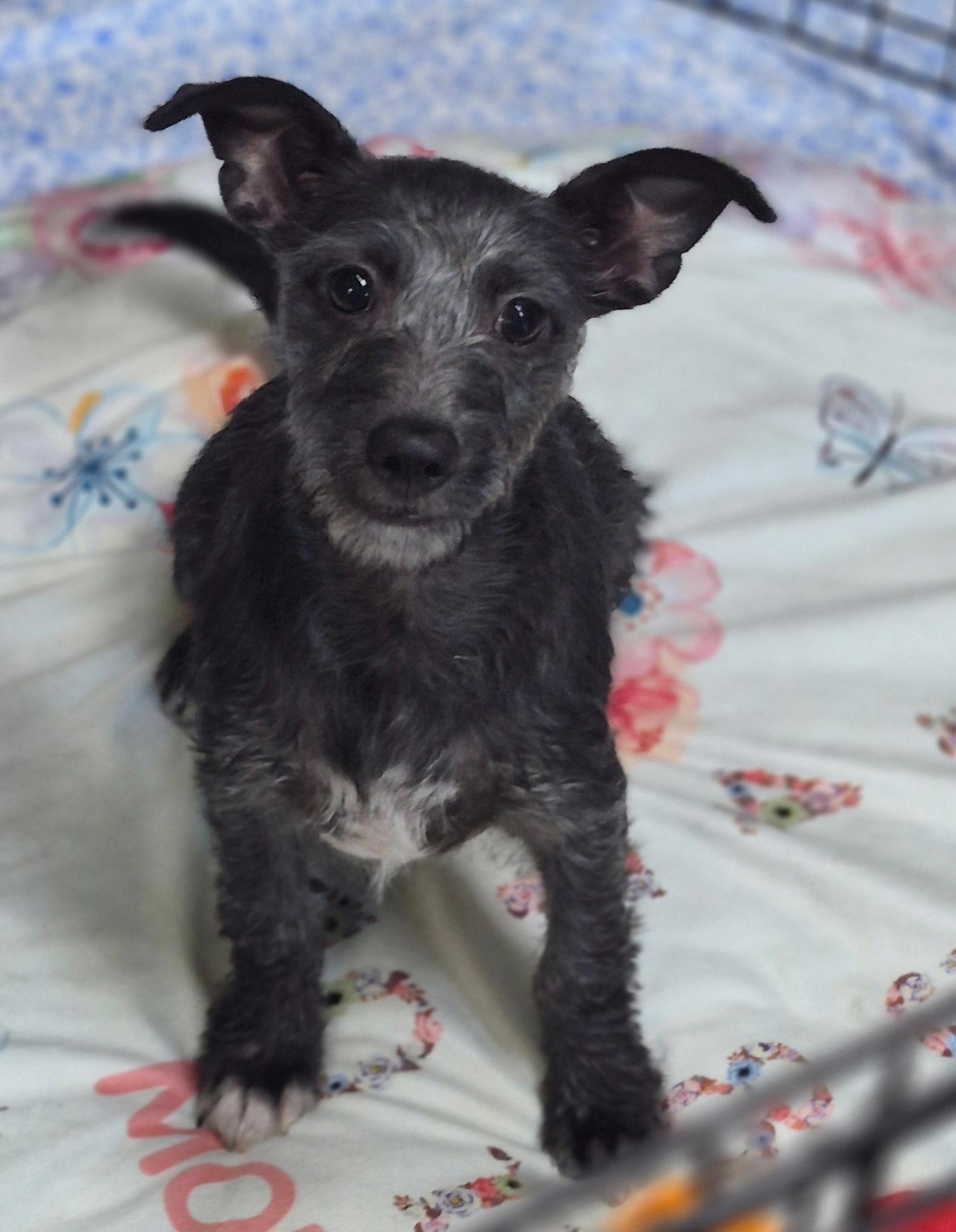 Enlarge Alfie, a Adoptable mixed breed in Los Angeles, CA image 4/5