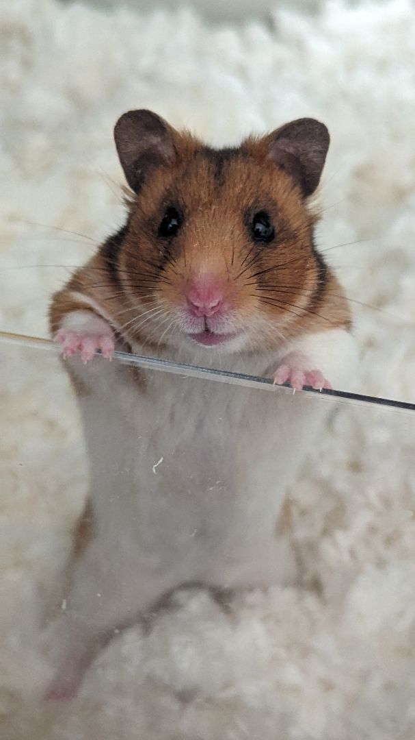 Pauline, Adopted, Adult Female Hamster.