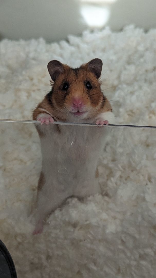 Enlarge Pauline, a Adopted Hamster in Kent, WA image 2/6