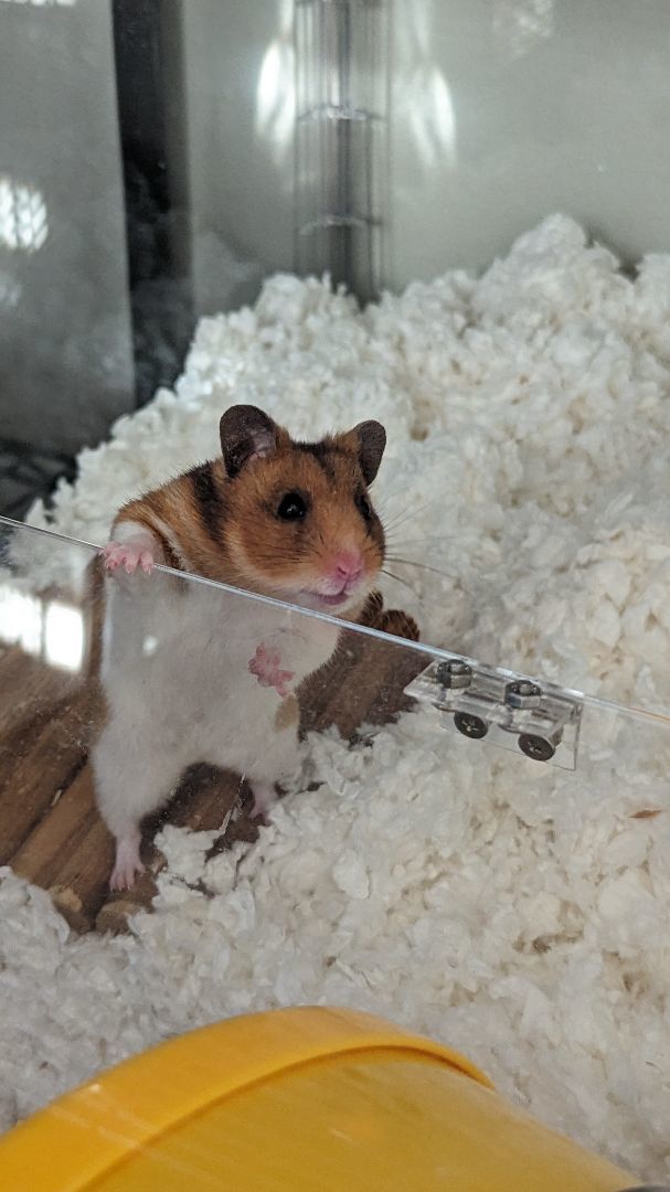 Enlarge Pauline, a Adopted Hamster in Kent, WA image 3/6
