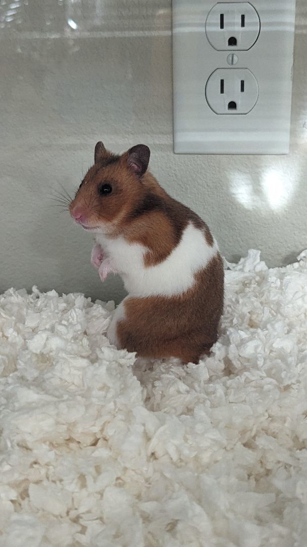 Enlarge Pauline, a Adopted Hamster in Kent, WA image 4/6