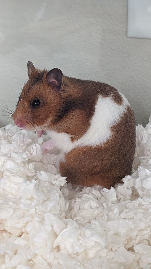 Enlarge Pauline, a Adopted Hamster in Kent, WA image 5/6