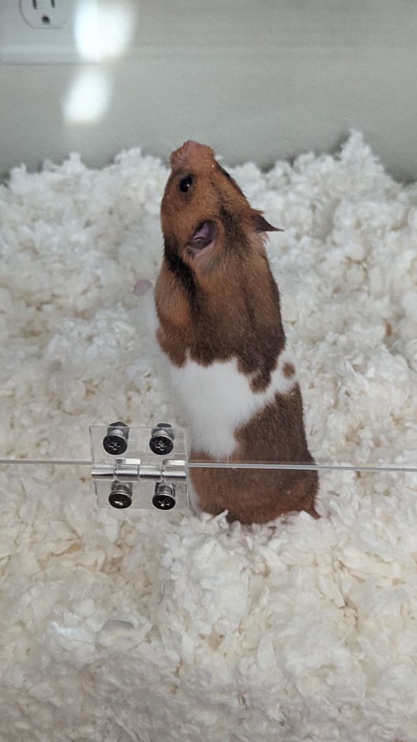 Enlarge Pauline, a Adopted Hamster in Kent, WA image 6/6