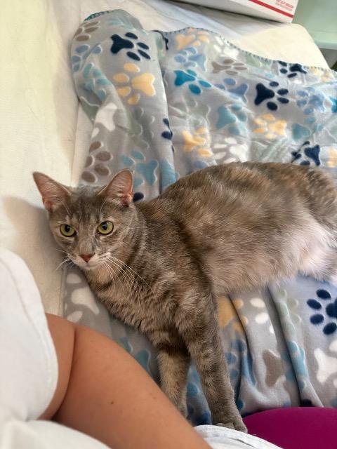 FireStarter, Adoptable, Adult Female Domestic Short Hair.