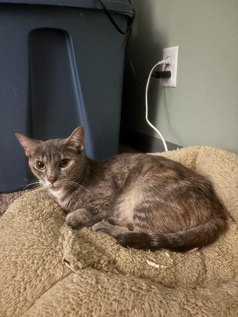 FireStarter, a Adoptable mixed breed in Cincinnati, OH image 2/5