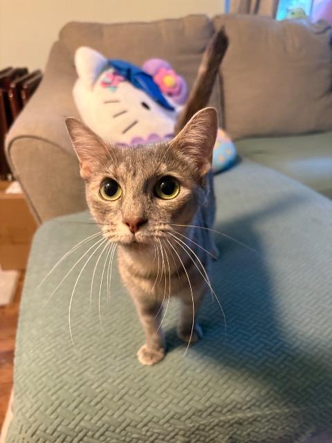 FireStarter, a Adoptable mixed breed in Cincinnati, OH image 3/5