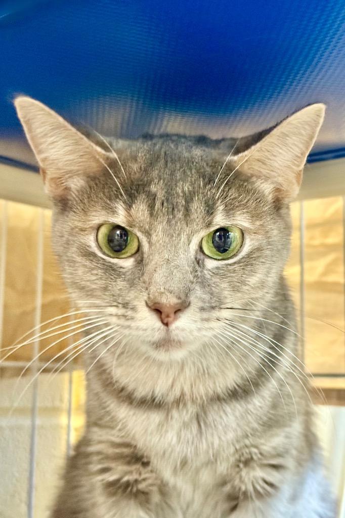 FireStarter, a Adoptable mixed breed in Cincinnati, OH image 4/5