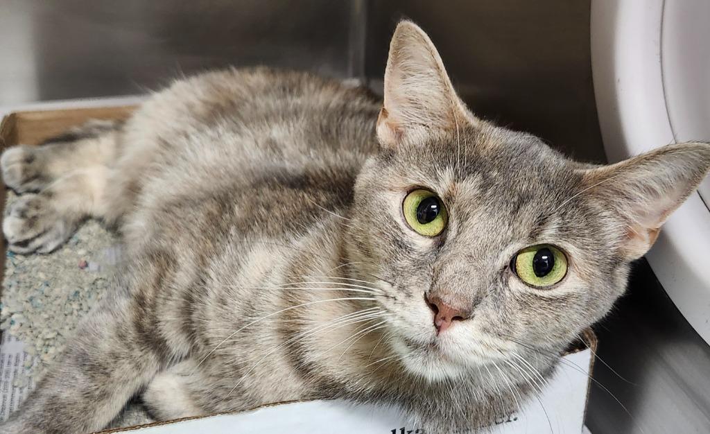 FireStarter, a Adoptable mixed breed in Cincinnati, OH image 5/5