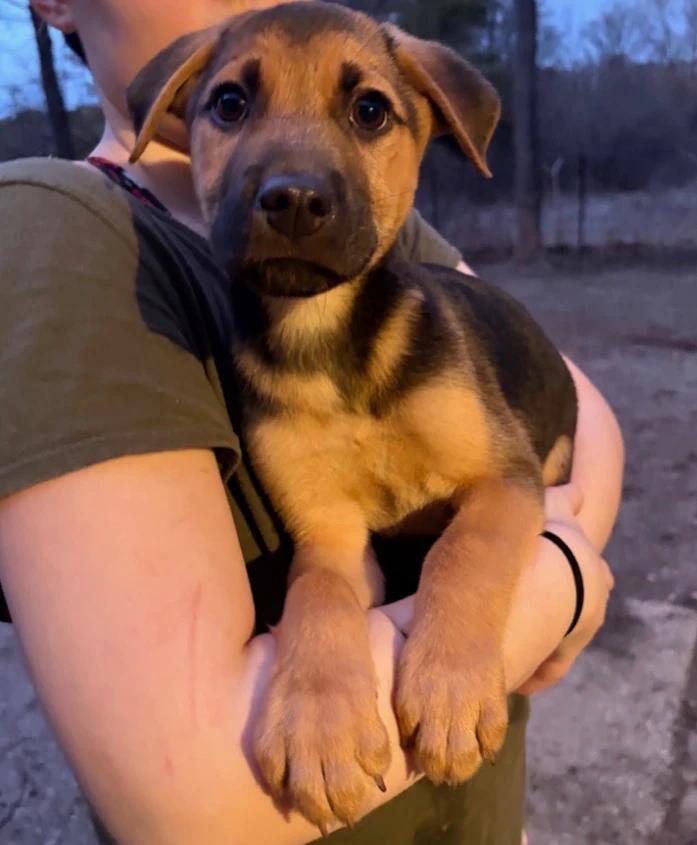 Montana, Adopted, Puppy Male Mixed Breed.
