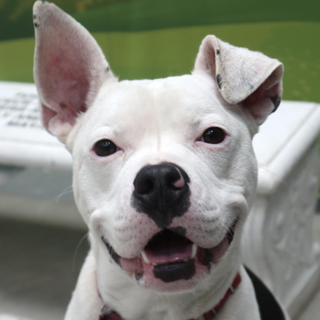 Mr. Wiggles, Adoptable, Young Male Boxer & Mixed Breed.