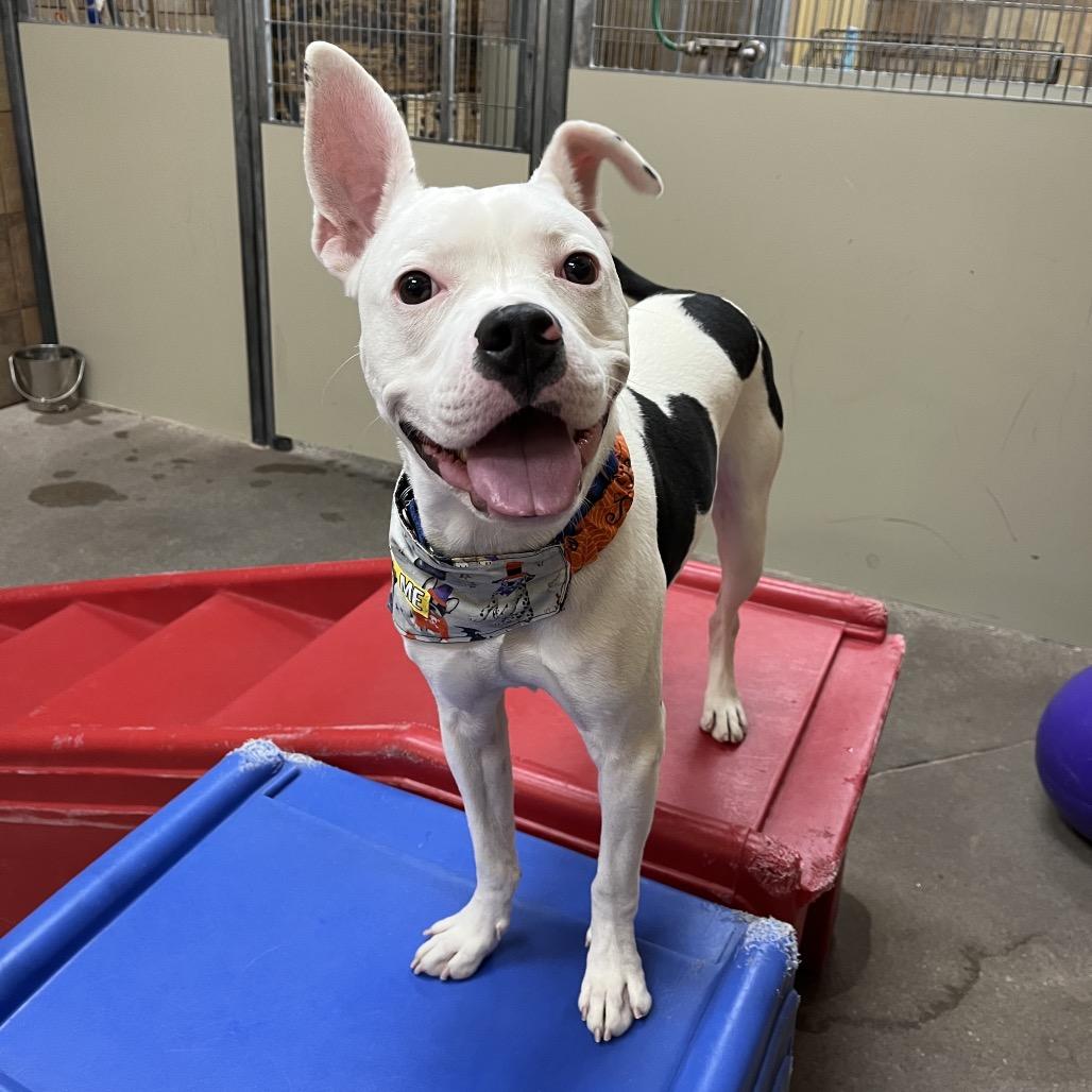 Mr. Wiggles, Adoptable, Young Male Boxer & Mixed Breed.