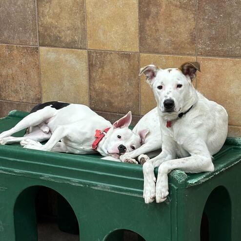 Enlarge Mr. Wiggles, a Adoptable mixed breed in Las Vegas, NV image 2/6