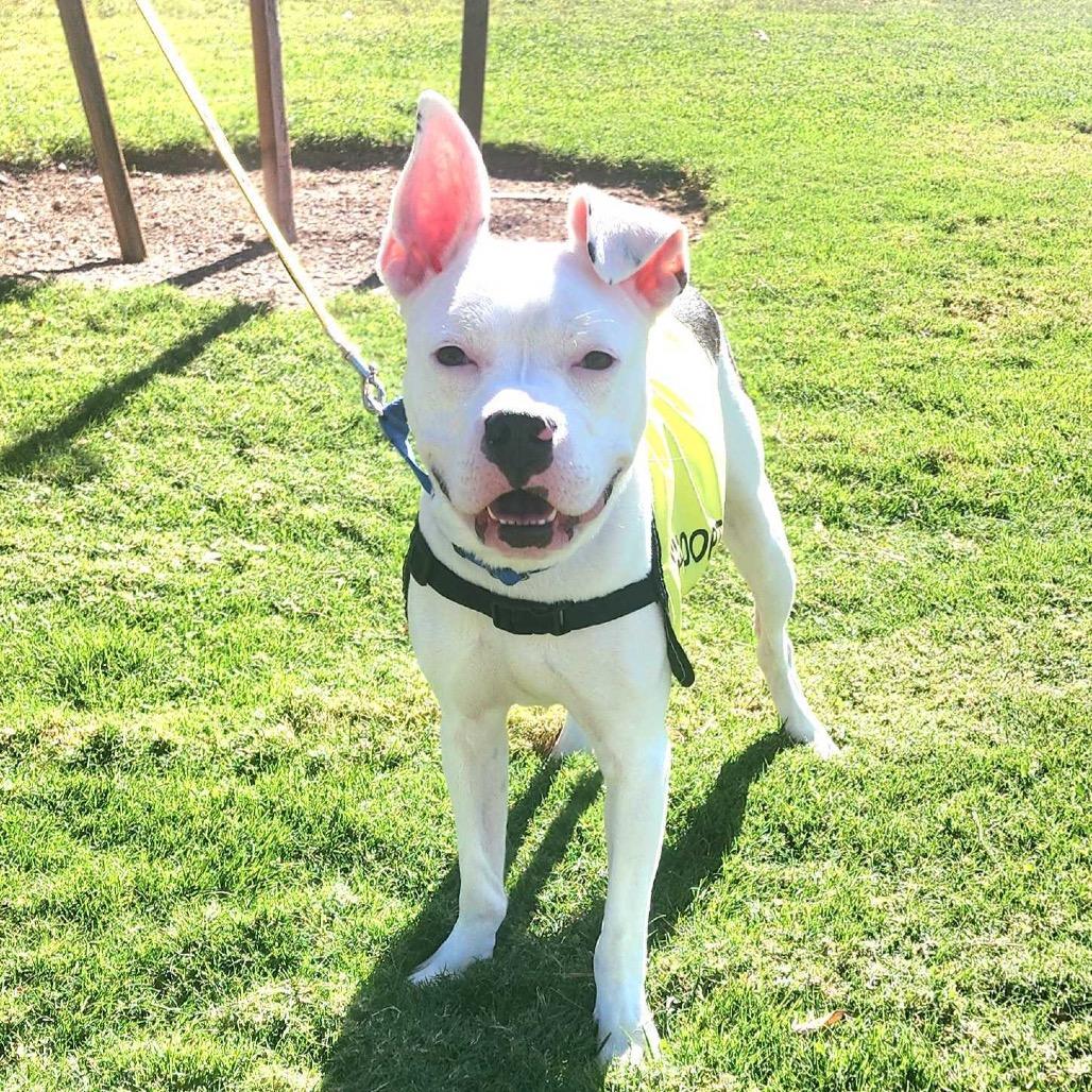 Enlarge Mr. Wiggles, a Adoptable mixed breed in Las Vegas, NV image 3/6