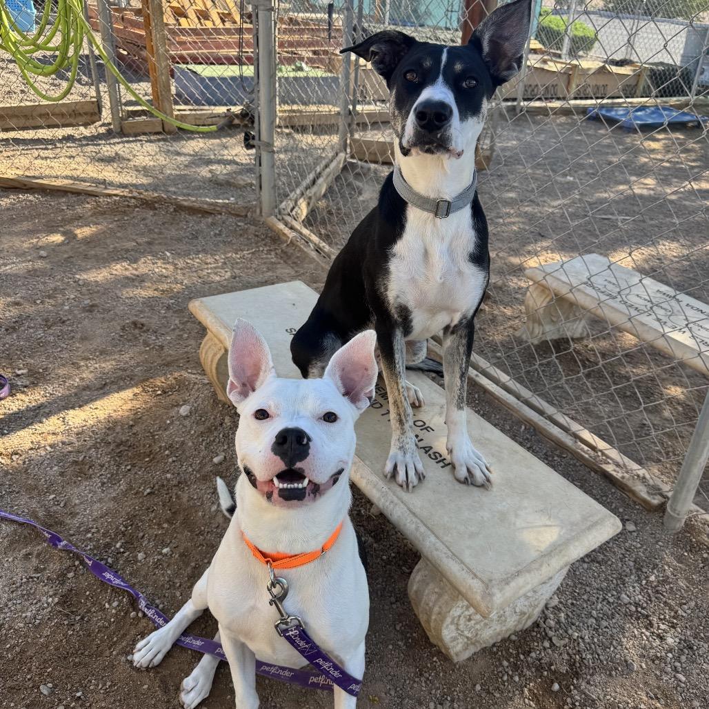 Enlarge Mr. Wiggles, a Adoptable mixed breed in Las Vegas, NV image 5/6