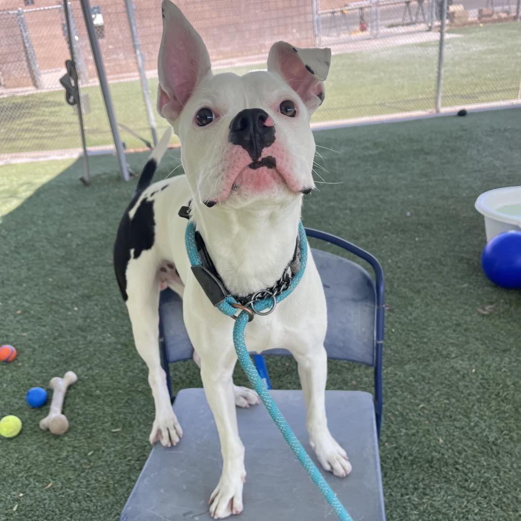 Enlarge Mr. Wiggles, a Adoptable mixed breed in Las Vegas, NV image 3/6