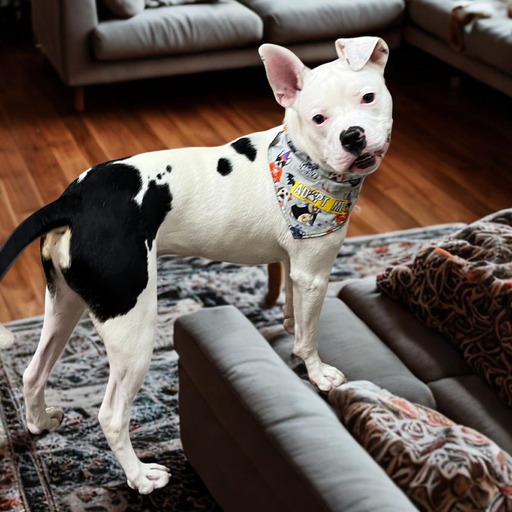 Enlarge Mr. Wiggles, a Adoptable mixed breed in Las Vegas, NV image 4/6